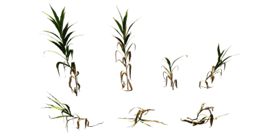 jungle ginger 001 — Скачать
