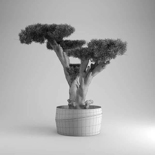 Olea plata — Descargar