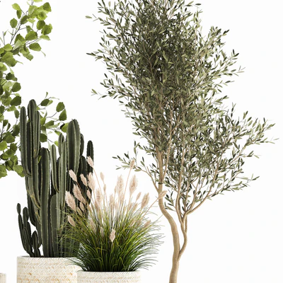 Collection of plants in white baskets with pampas grass, tree, olive, cactus, Cereus, hazel, hazel. Set 1035. — Ver 2