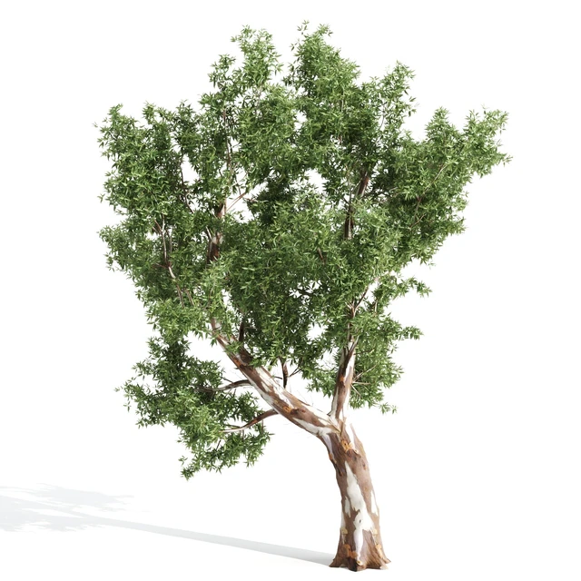 High Quality Eucalyptus tree — Descargar