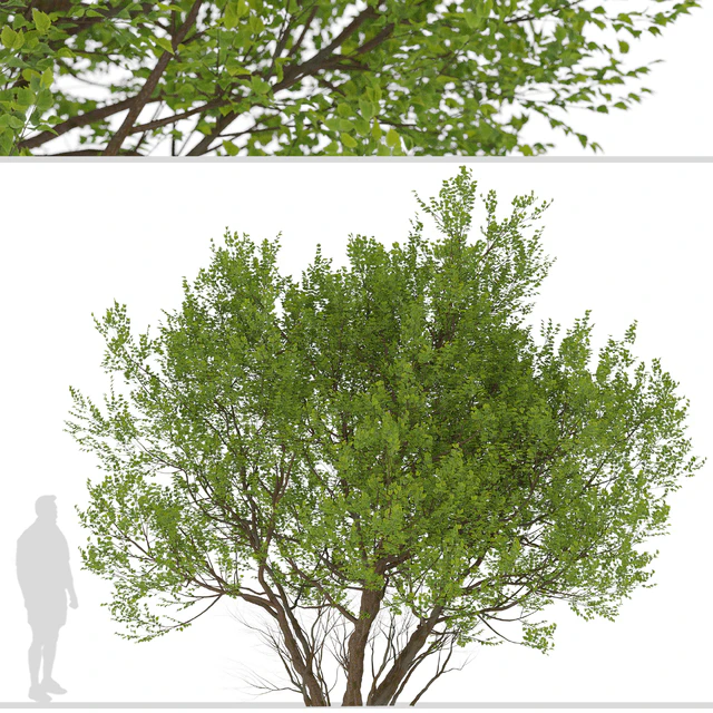 Set of Common Hazel Trees (Corylus avellana) (2 Trees) — Скачать
