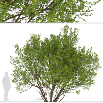 Set of Common Hazel Trees (Corylus avellana) (2 Trees) — Вид 2