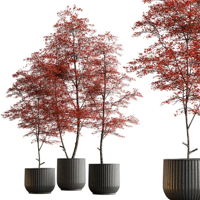Indoor Plant 591 -Tree in Pot — Ver 1