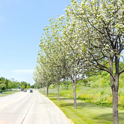 Callery pear (pyrus calleryana) — Вид 2