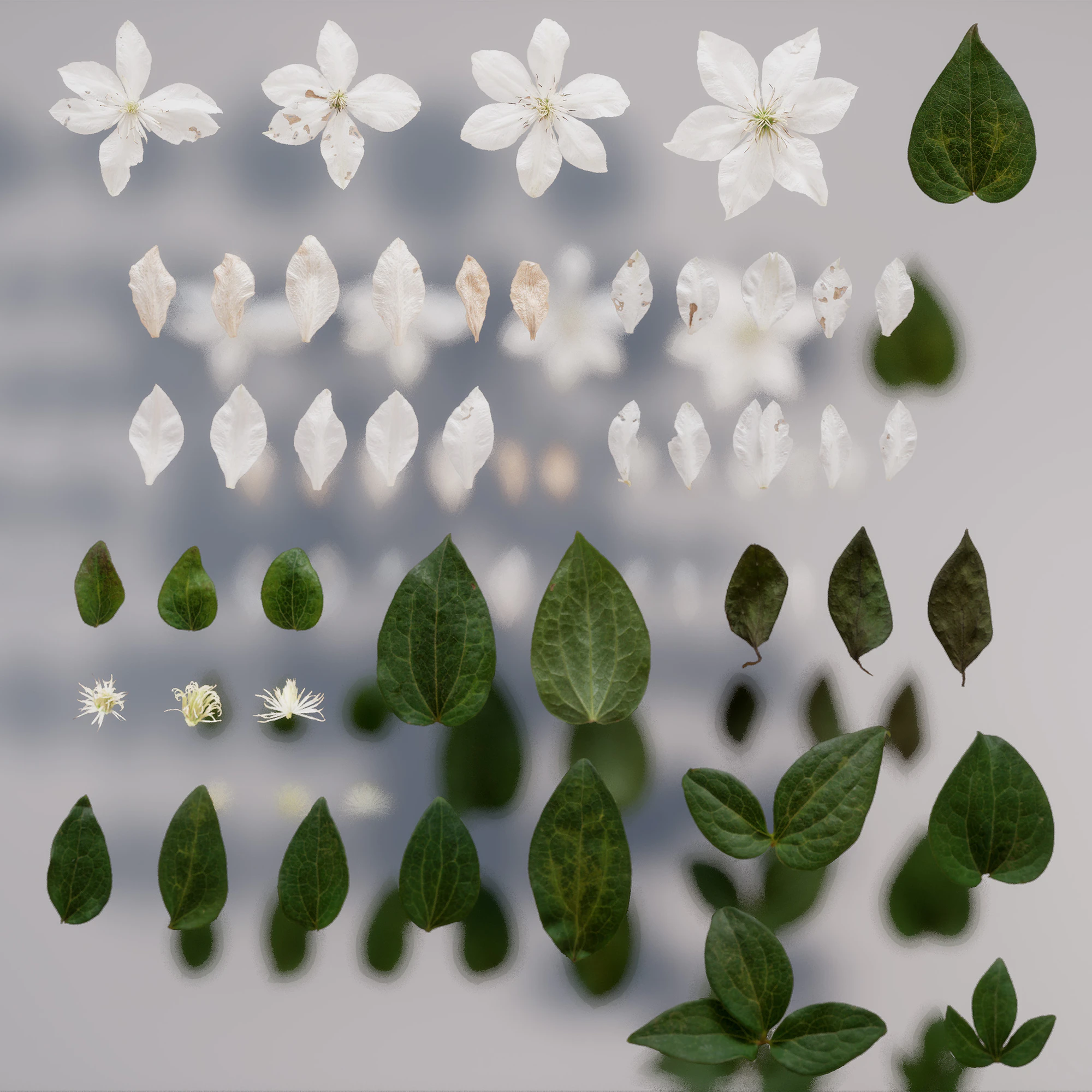 clematis — Скачать