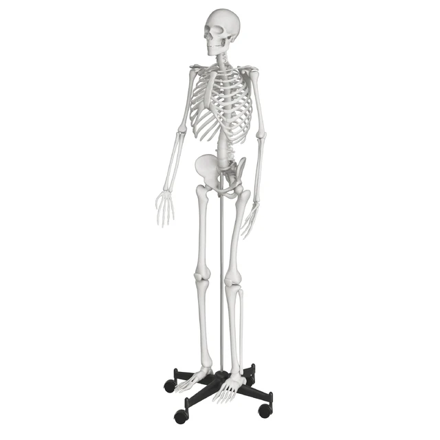 Human skeleton — Descargar
