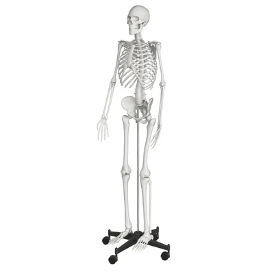 Human skeleton — Ver 1