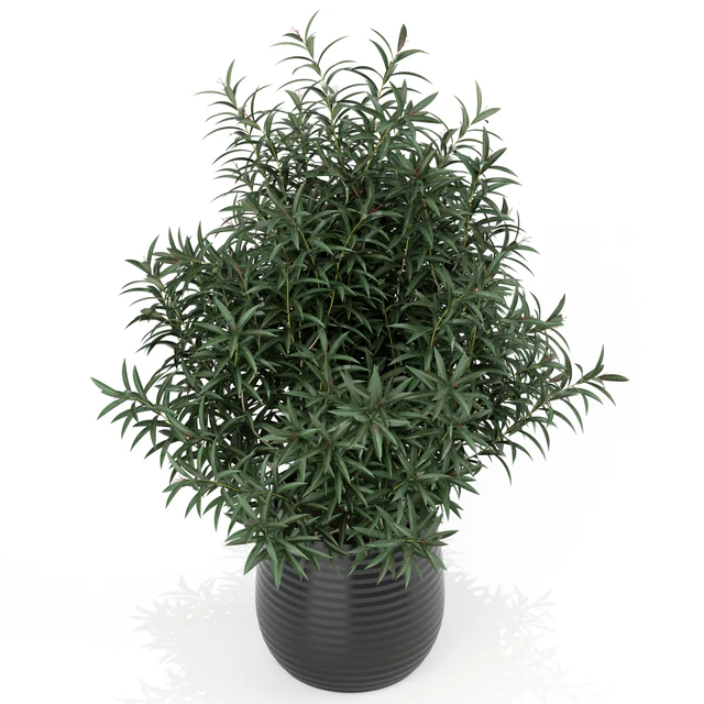 Plants collection 167 — Descargar