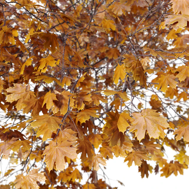 Acer platanoides (autumn) — Descargar