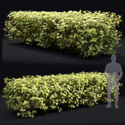 Physocarpus hedge — Вид 2