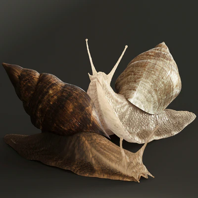 Snails — Вид 1