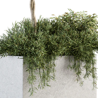 Outdoor Plant Set 172 - Plant Box tree — Вид 3