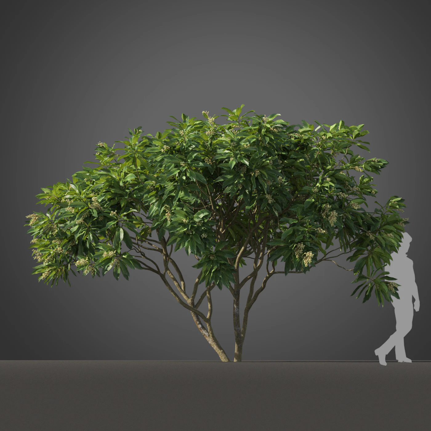 subtropical trees 001 — Скачать