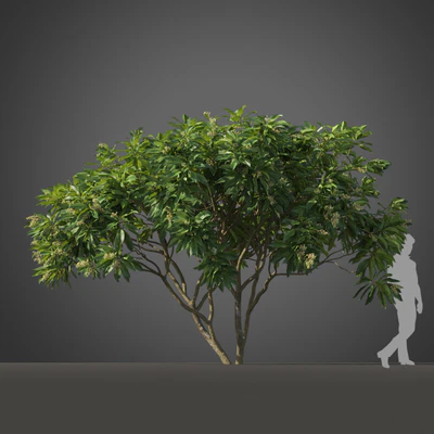 subtropical trees 001 — Скачать