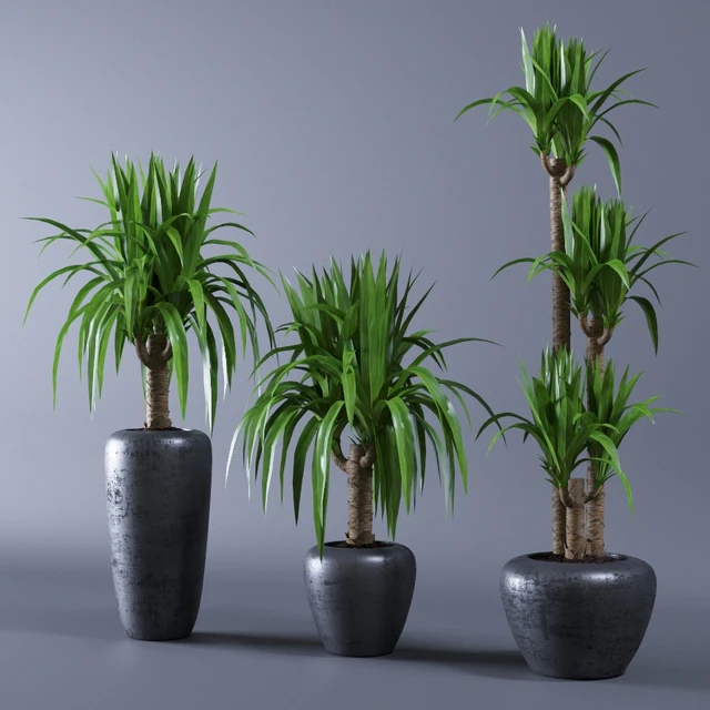 Yucca — Descargar