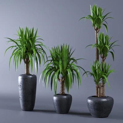 Yucca — Ver 1