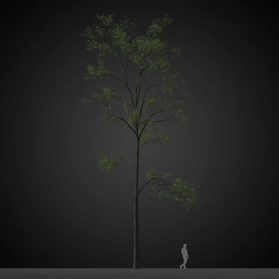 trees 032 — Descargar