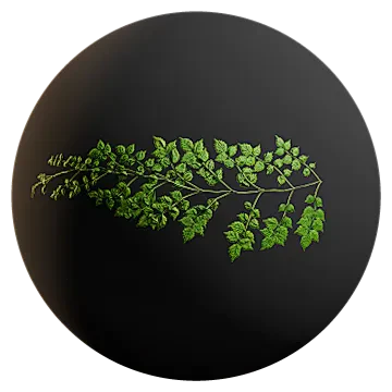 huge wild vine 002 — Descargar