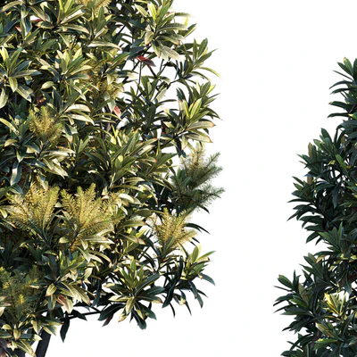 Darlingia Darlingiana | Brown Silky Oak — Ver 2