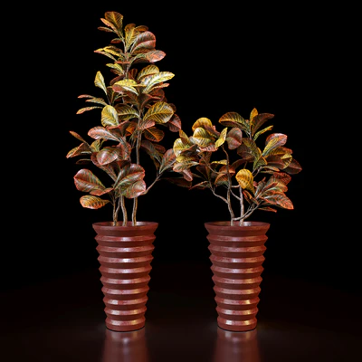 Red Croton — Вид 1