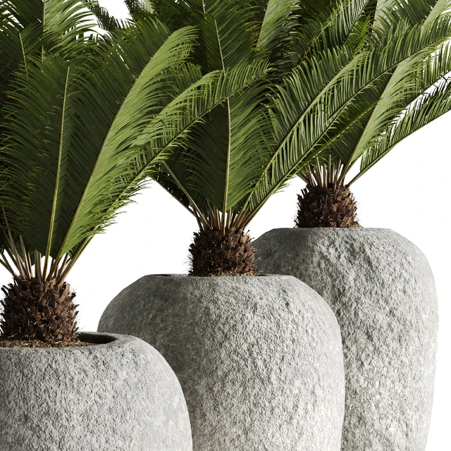 Restoration Hardware Cantera Planters With Sago Palm — Descargar