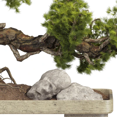 Bonsai Tree 229 — Ver 2