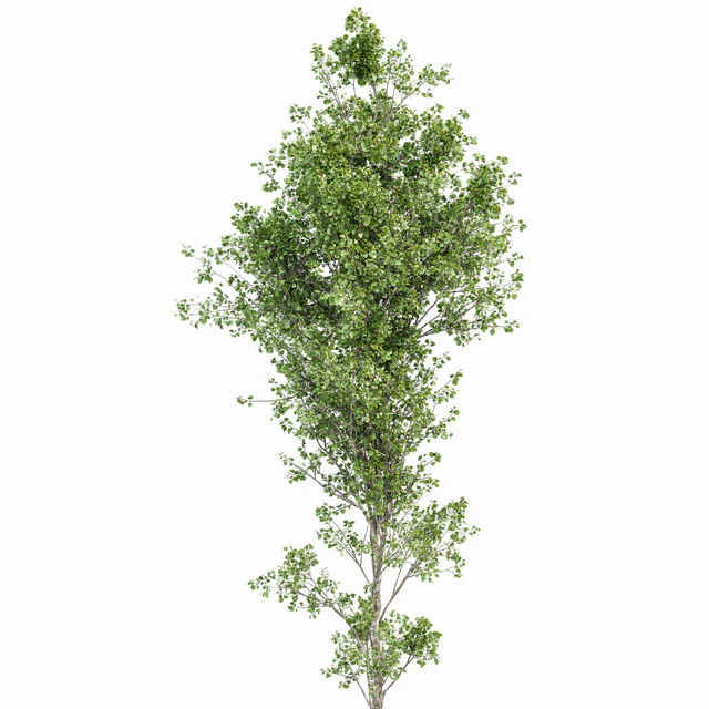 beautiful hazel leaves — Descargar