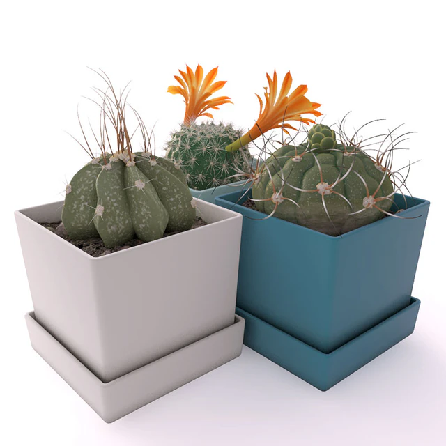 Three cactus — Descargar