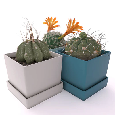 Three cactus — Ver 2