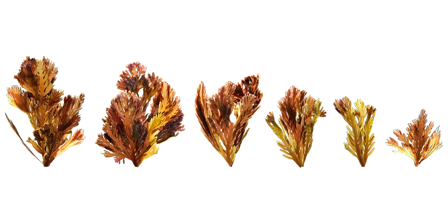 ocean seaweed 001 — Descargar