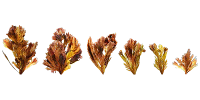 ocean seaweed 001 — Descargar