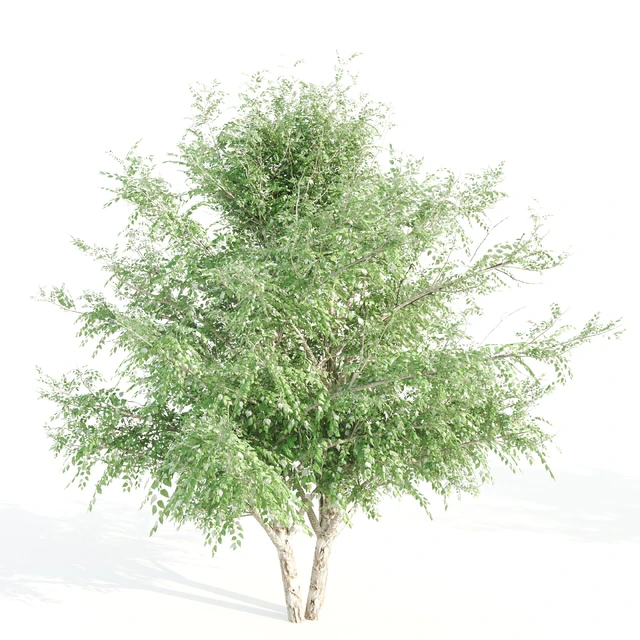 3 black birch — Descargar