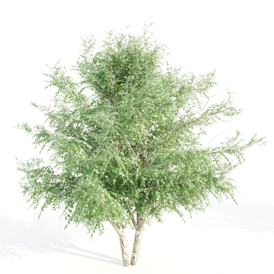 3 black birch — Ver 3