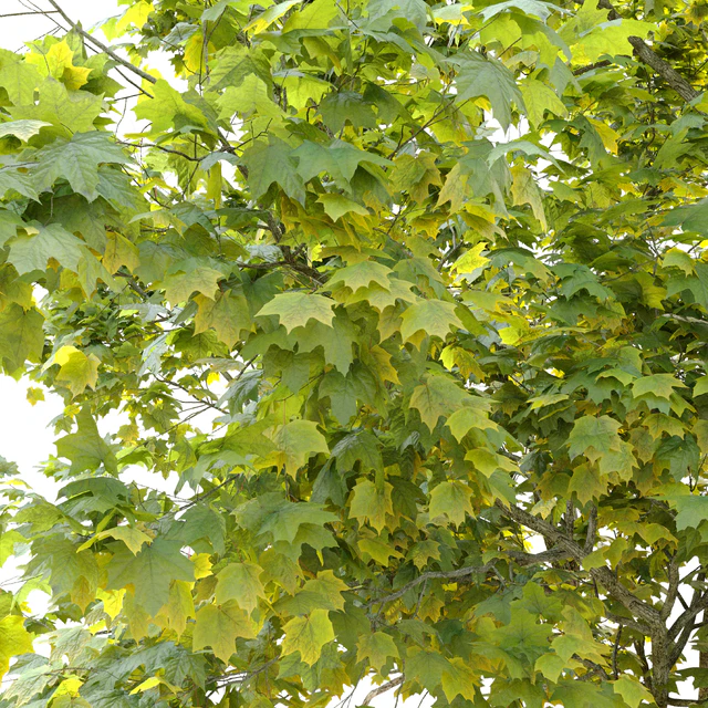 Acer platanoides (Norway maple) — Descargar