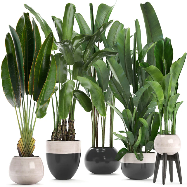 Plant collection 238. A set of palm trees, banana, strelitzia, ravenala, indoor plants, flowerpot, pot, bushes, exotic, stylish, luxury decor, eco design — Descargar
