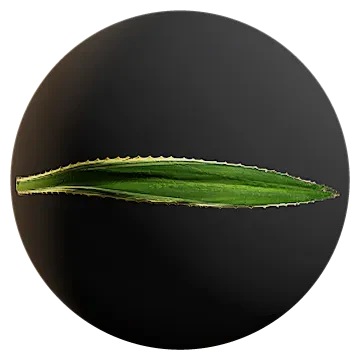 huge aloe vera leaf 001 — Descargar