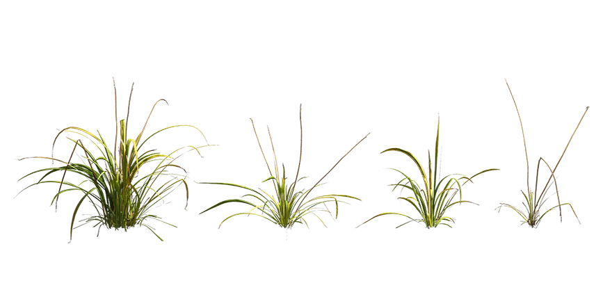 tufted grass 001 — Скачать