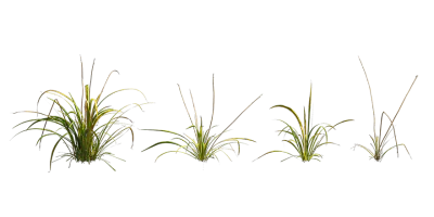 tufted grass 001 — Скачать