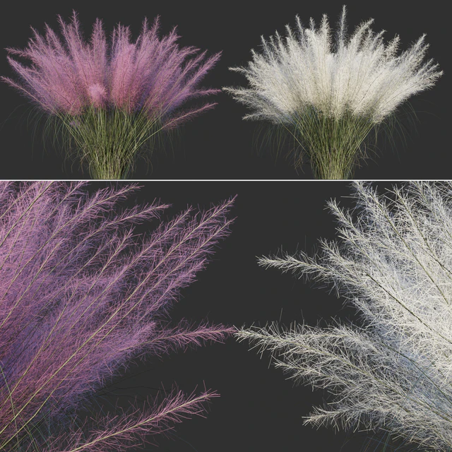 Muhlenberg hairy / Muhlenbergia capillaris — Descargar