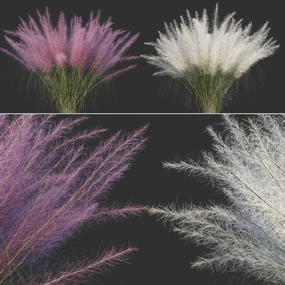 Muhlenberg hairy / Muhlenbergia capillaris — Ver 1