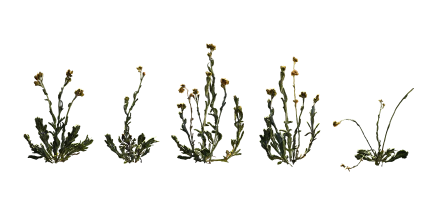 jersey cudweed 001 — Descargar