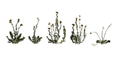 jersey cudweed 001 — Descargar