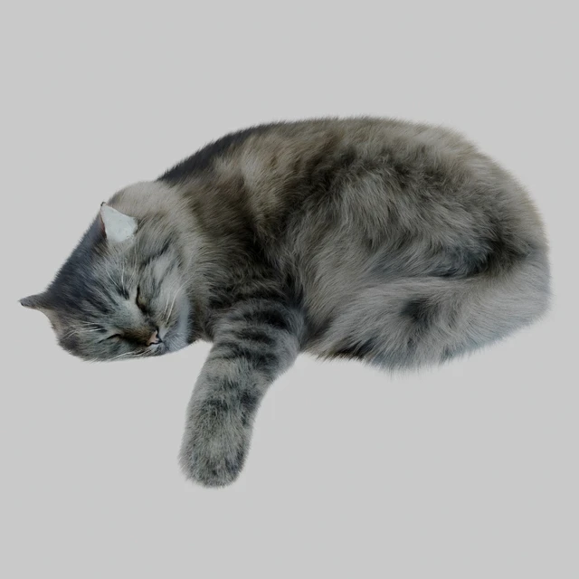 Cat Corona — Descargar