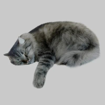 Cat Corona — Ver 4