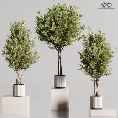 Indoor Plant Set 85 — Ver 2