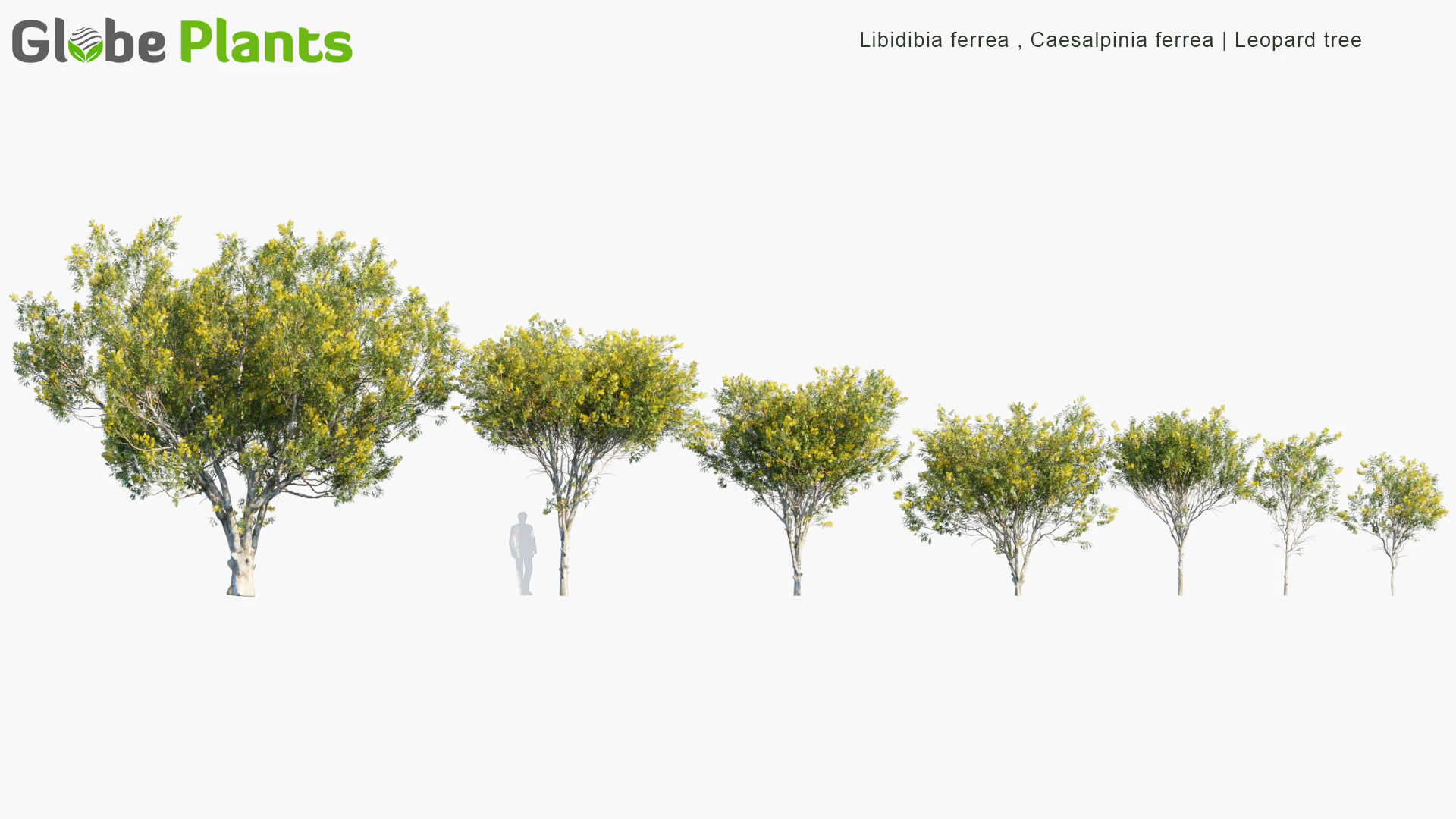 caesalpinia ferrea — Download