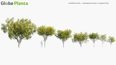 caesalpinia ferrea — download