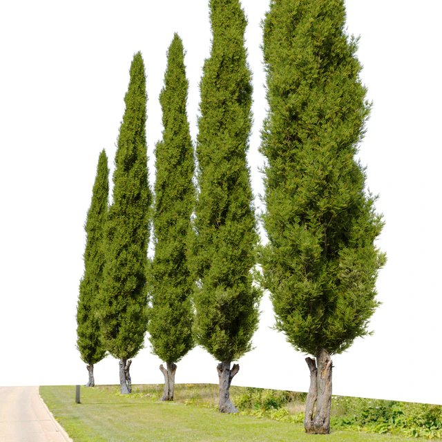 Italian cypress 04 — Descargar