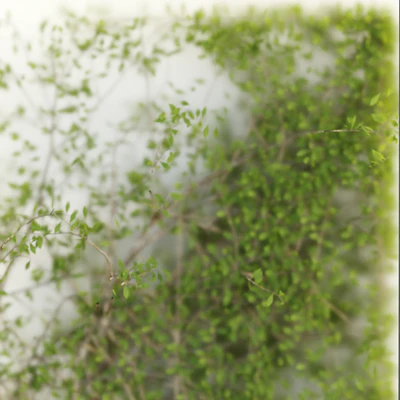 Plants in the light box vol 176 — Ver 3
