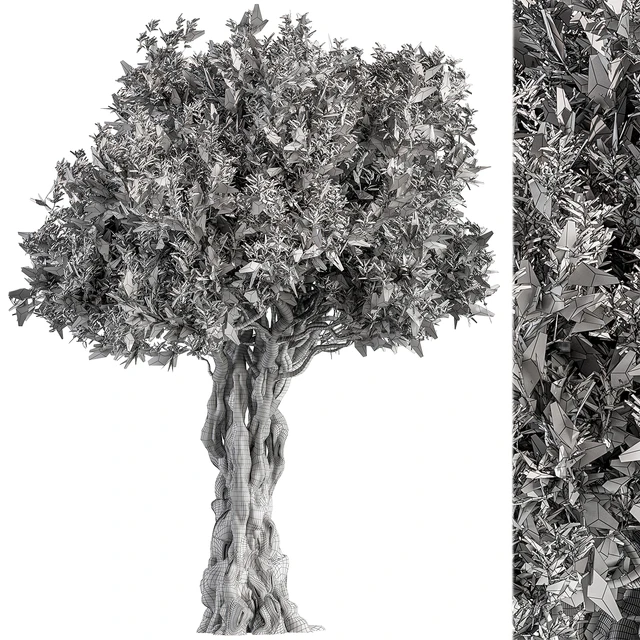 Olive Tree Set 194 — Скачать